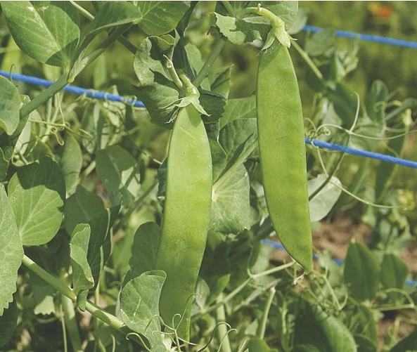 Zuckererbse Ambrosia | BIO Zuckererbsensamen Von Reinsaat 2 Zuckererbse Ambrosia | BIO Zuckererbsensamen Von Reinsaat – Bild 2