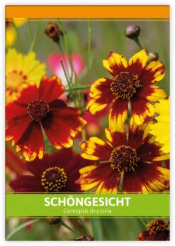 Schöngesicht Für Werbezwecke (100 Tütchen) | Schöngesichtsamen Von FLORTUS -Deutschland Grün Paradies Verkaufs-Shop 543612 Schoengesicht fuer Werbezwecke 100 Tuetchen W5192 100x 2