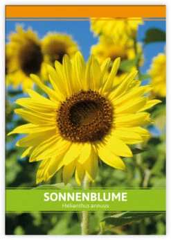 Sonnenblume Für Werbezwecke (100 Tütchen) | Sonnenblumensamen Von FLORTUS -Deutschland Grün Paradies Verkaufs-Shop 543614 Sonnenblume fuer Werbezwecke 100 Tuetchen W5193 100x 2