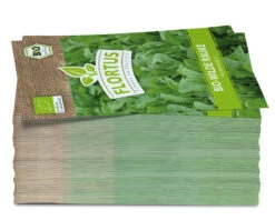 Wilde Rauke (100 Tütchen) | BIO Wilde Raukesamen Von FLORTUS -Deutschland Grün Paradies Verkaufs-Shop 543977 Bio Wilde Rauke 100 Tuetchen