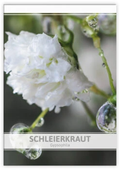 Schleierkraut Für Werbezwecke (100 Tütchen) | Schleierkrautsamen Von FLORTUS -Deutschland Grün Paradies Verkaufs-Shop 546550 Schleierkraut fuer Werbezwecke 100 Tuetchen 1