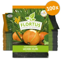 Hokkaidokürbis Uchiki Kuri (100 Stück) | Hokkaidokürbissamen Von FLORTUS -Deutschland Grün Paradies Verkaufs-Shop 549859 Hokkaidokuerbis Uchiki Kuri 100 Stueck 2000 0476 100x 0