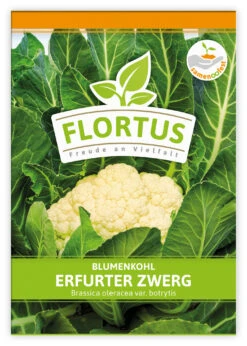 Blumenkohl Erfurter Zwerg (100 Stück) | Blumenkohlsamen Von FLORTUS -Deutschland Grün Paradies Verkaufs-Shop 549866 Blumenkohl Erfurter Zwerg 100 Stueck 2000 0483 100x 1