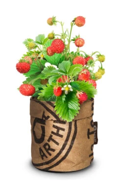 Greensquad Süße Erdbeere | Anzuchtsets Von Baza -Deutschland Grün Paradies Verkaufs-Shop 550257 Greensquad Suesse Erdbeere 18027706 bz 1