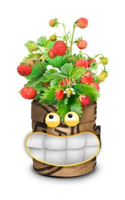 Greensquad Süße Erdbeere | Anzuchtsets Von Baza -Deutschland Grün Paradies Verkaufs-Shop 550257 Greensquad Suesse Erdbeere 18027706 bz 2