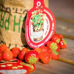 Greensquad Süße Erdbeere | Anzuchtsets Von Baza -Deutschland Grün Paradies Verkaufs-Shop 550257 Greensquad Suesse Erdbeere 18027706 bz 5