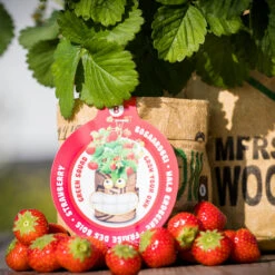 Deutschland Grün Paradies Verkaufs-Shop 25 Greensquad Süße Erdbeere | Anzuchtsets Von Baza