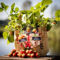 Deutschland Grün Paradies Verkaufs-Shop 18 Duo-Garten Erdbeere | Anzuchtsets Von Baza