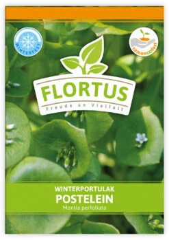 Winterportulak Postelein (100 Tütchen) | Portulaksamen Von FLORTUS -Deutschland Grün Paradies Verkaufs-Shop 551880 Winterportulak Postelein 100 Tuetchen 2000 0562 0 1