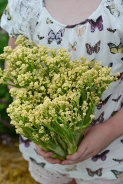 Blumenkohl | Blumenkohlsamen Von Nelson Garden
