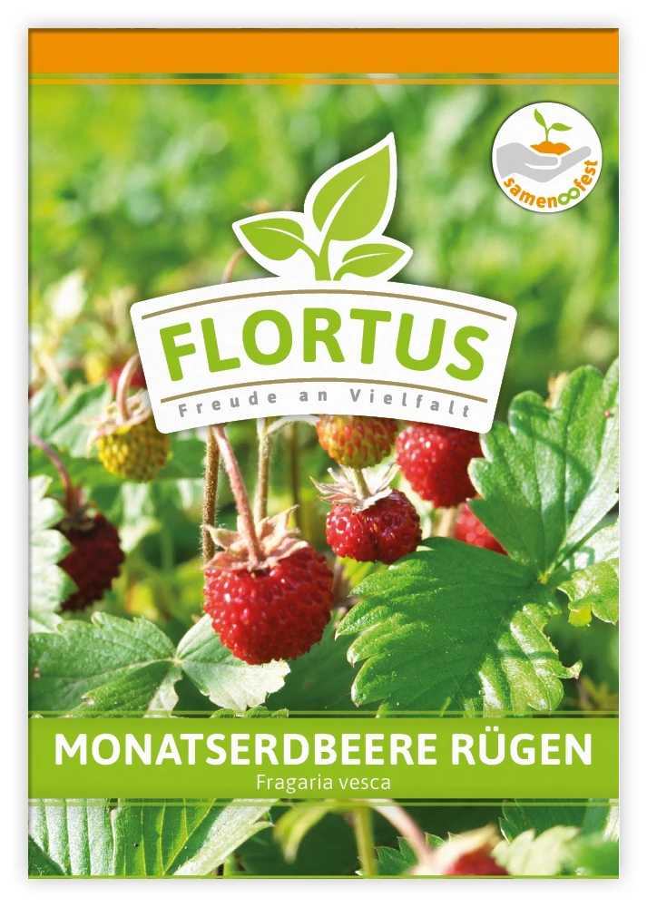 Monatserdbeere Rügen (100 Tütchen) | Erdbeersamen Von FLORTUS 2 Monatserdbeere Rügen (100 Tütchen) | Erdbeersamen Von FLORTUS – Bild 2