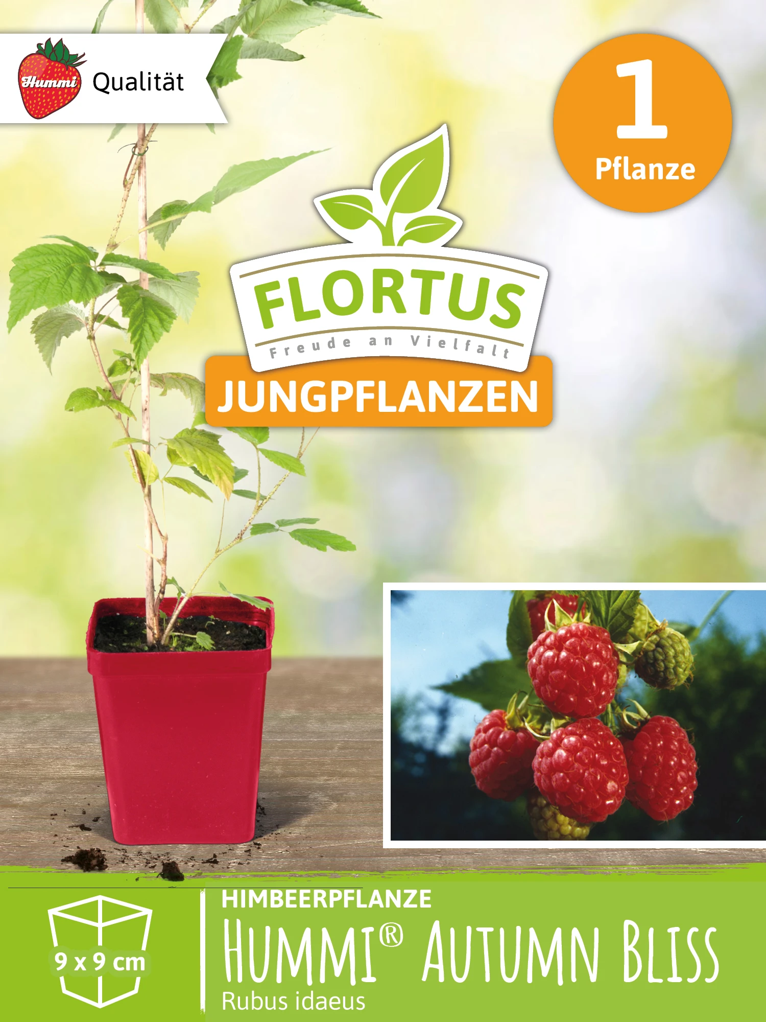 Himbeerpflanze Autumn Bliss | Himbeerpflanzen Von FLORTUS 1 Himbeerpflanze Autumn Bliss | Himbeerpflanzen Von FLORTUS