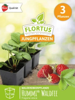 Walderdbeerpflanzen Hummi® Waldfee | Erdbeerpflanzen Von FLORTUS -Deutschland Grün Paradies Verkaufs-Shop 562120 Walderdbeerpflanze Hummi Waldfee 2000 0682 3x 1