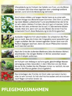 Walderdbeerpflanzen Hummi® Waldfee | Erdbeerpflanzen Von FLORTUS