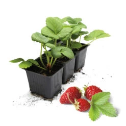 Walderdbeerpflanzen Hummi® Waldfee | Erdbeerpflanzen Von FLORTUS -Deutschland Grün Paradies Verkaufs-Shop 562120 Walderdbeerpflanzen Hummi Waldfee 2000 0682 3x 0