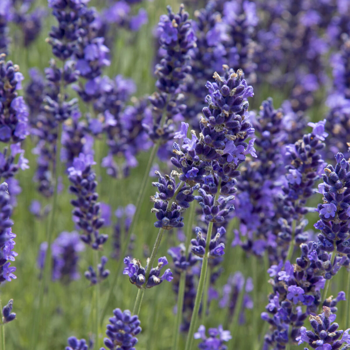 Deutschland Grün Paradies Verkaufs-Shop -Deutschland Grün Paradies Verkaufs-Shop lavendel lavandula imperial gem florapress 01293420
